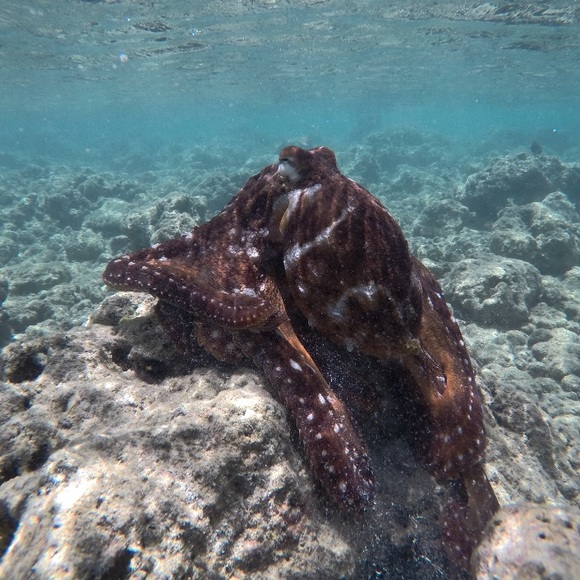 Meet your Posher, Ali - Picture 1 of 1